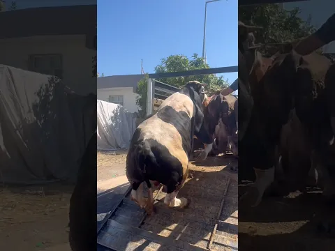DEV BOĞA KAMYONUN ÜSTÜNE ÇIKIYOR