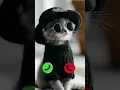 Download Lagu Cat calling you 😭😭😭😭😔😔 #irringtone #ringtone #ringtones #ringintone #mobilephoneringtone