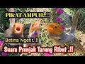 Download Lagu SUARA PRENJAK RIBUT PIKAT JITU..!!