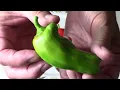 Candy Cane Pepper Taste Test and What It Looks Like In The Garden