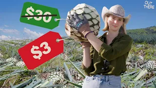 The agave bubble just burst I went to Tequila Mexico to find out why