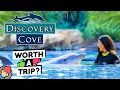 Discovery Cove Orlando FULL TOUR REVIEW TIPS