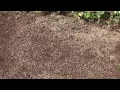 How To Plant Lawn Seed