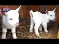 Download Lagu ANAK KAMBING SAYA || MACAM MACAM KAMBING