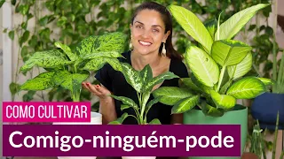 COMIGO-NINGUÉM-PODE 🌿 COMO CULTIVAR essa planta PODEROSA