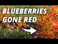 Why Are My Blueberry Leaves Turning Red Here s Why How to Fix It