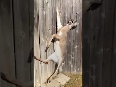 Man Saves A Crying Deer Trapped In A Fence