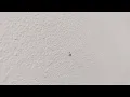 Download Lagu Pseudoscorpion climbing on my wall