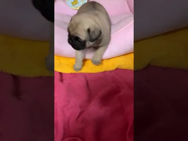 動画