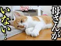 Download Lagu 母の帰りを待ち続けた猫の行動が切なすぎる
