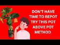 Download Lagu DON’T HAVE TIME TO REPOT TRY THIS POT ABOVE POT METHOD