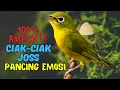 Download Lagu 100% Ampuh !! Kecial Kuning Malas Bunyi Langsung Gacor Pakai Ini | PANCINGAN KECIAL MALAS BUNYI