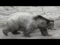 El Oso - Moris