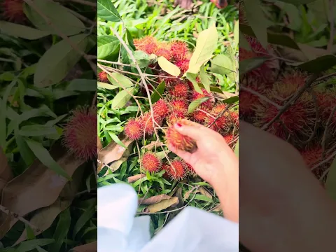මේවා දැක්කාම නම් පිස්සු හැදුණා 🥰 Rambutan #srilanka #bandifull
