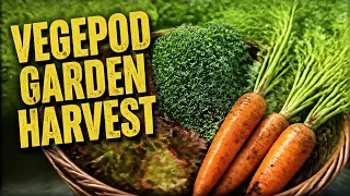 Harvesting Some Veggies For A Lunch Time Soup