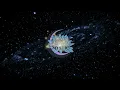 Connect With Your Higher Self | Binaural Beats Sleep Music to Dream of Your Higher Self Tonight