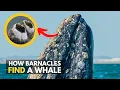 How exactly do barnacles find a whale