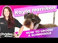 Kayla Harrison How to Groom a Schnoodle in a Schnauzer style