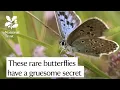 Download Lagu This incredibly rare butterfly has a weird and gruesome trick for survival