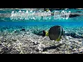 Lagu Unbelievable Snorkeling at Hanauma Bay Oahu, Hawaii