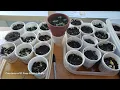 What El Pasoans should know about planting a vegetable garden