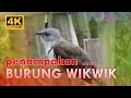 Download Lagu SUARA BURUNG WIK WIK | SUARA BURUNG KEDASIH, Beginilah Penampakannya!!!
