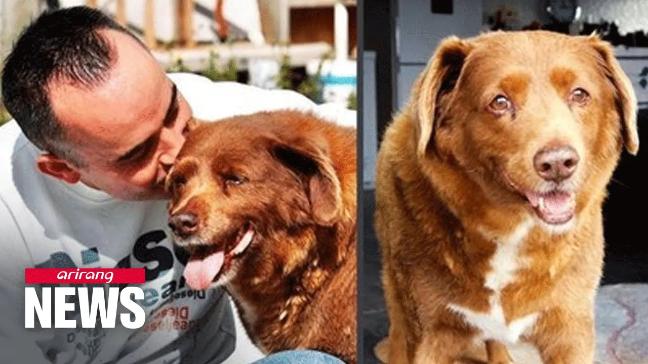 World’s oldest known dog dies aged 31