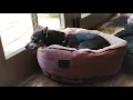 Green Day - Dreaming (Official Video)
