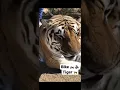 Download Lagu TIGER learned to make a bike sound