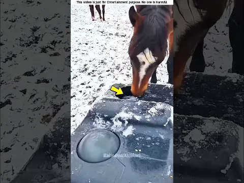 horse videos #shorts