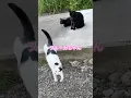 Download Lagu ネコと子ネコとおじさん　てててのブルーガちゃんのjumping‼️ #shorts #cat #cats #猫のいる暮らし #猫 #ねこ #まっくろくろすけ #クロニャン #ブルーガ