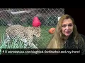 Carole Baskin Asks Where are Siegfried Roy s big cats now