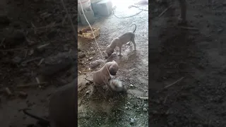 ثاني اشجع الجراء مع ذيل الذيب دندنها