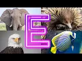 Exploring EARTH S Most Amazing Animals Starting With E