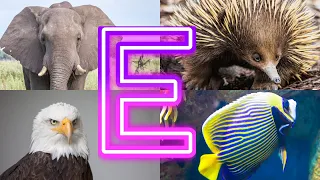 Exploring EARTH S Most Amazing Animals Starting With E