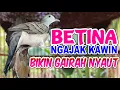 Download Lagu Perkutut Betina Ngajak Kawin Jantan Perkutut Lokal Gacor