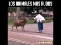 Download Lagu La rebulusion de animals
