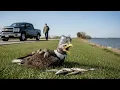 Download Lagu Rescuing a Bald Eagle Trapped in a Plastic Jar – A Moment That Will Touch Your Heart
