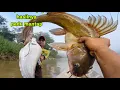 Download Lagu UMPAN IKAN PUYU BESAR,HASILNYA MEMANG SADO-SADO