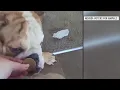 6 abandoned dogs rescued from Las Vegas Valley apartment