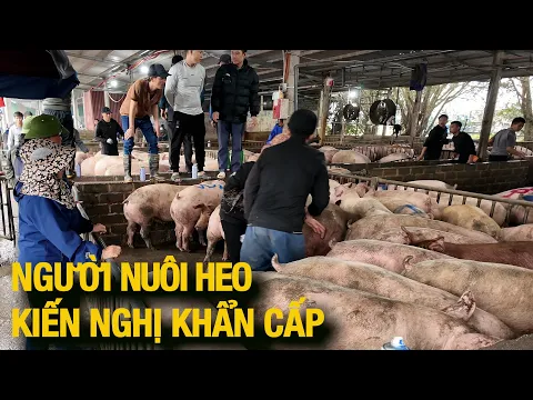 Giá heo vượt mốc 75. Người dân đồng loạt lên tiếng | NNHN