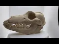 Wolf Skull Timelapse