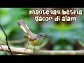 Burung Mantenan Betina Gacor Di Alam