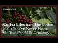 Download Lagu Coffea Liberica – The Rare Coffee Tree That History Tried to Erase