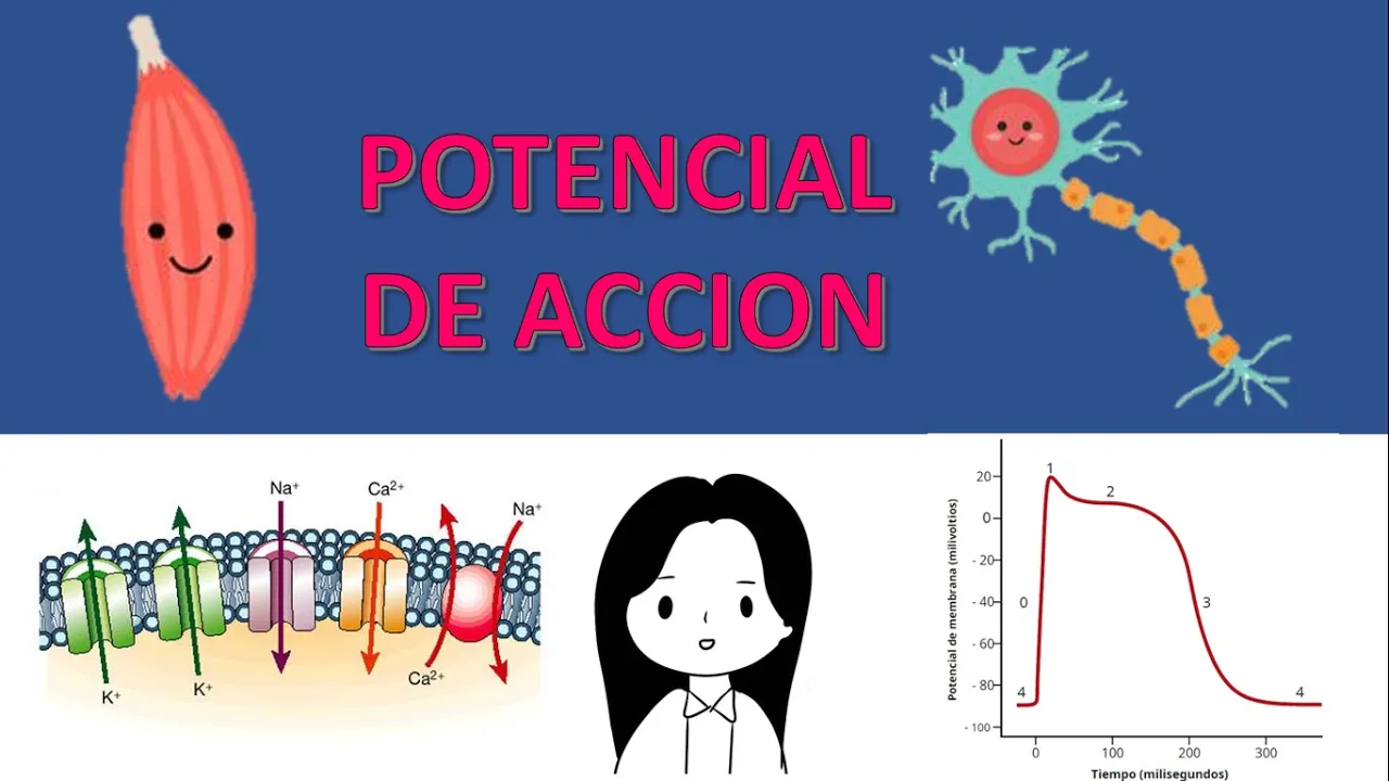 POTENCIAL DE ACCION CARDIACO |Canales de sodio, potasio y de calcio | Fisiología de Guyton & Hall
