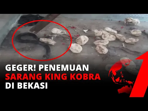 Gempar! Penemuan Induk & Puluhan Anak King Kobra Berkeliaran | tvOne