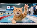 Download Lagu Rare Archive Unlocked! Cat Mom Daisy’s Historic Diving Win | Tiger-Hat Kitten Journal Special🐾#cat
