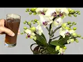 Download Lagu Pour 1 cup every week! The orchid will immediately grow roots and flower all year round.