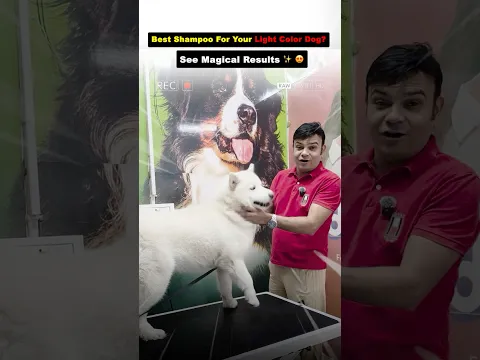 Best Shampoo For Your Light Color Dog❓ See Magical Results ✨️ 😍
