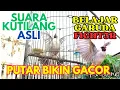Download Lagu COCOK BUAT MASTERAN!  SUARA KUTILANG - BURUNG KUTILANG GACOR GARUDA - masteran kutilang full isian